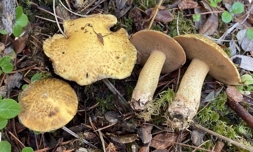 Suillus tomentosus