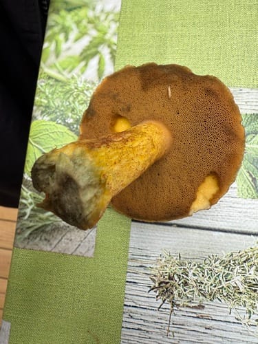 Suillus variegatus (The variegated bolete) — photo