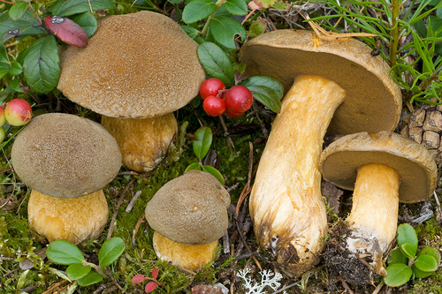 Suillus variegatus
