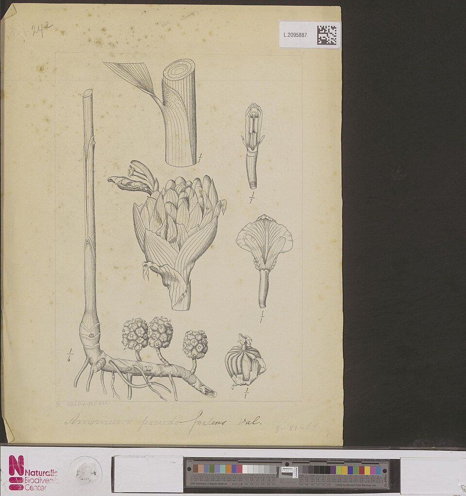 Sundamomum pseudofoetens