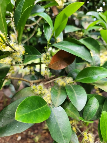 Suregada multiflora (False lime shrub) — photo