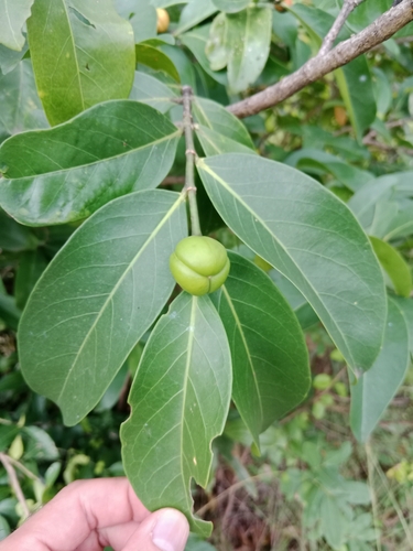 Suregada multiflora (False lime shrub) — photo