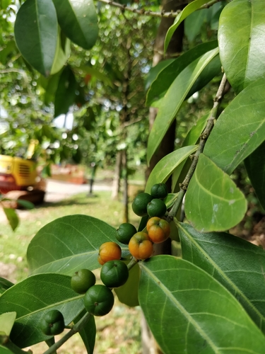 Suregada multiflora