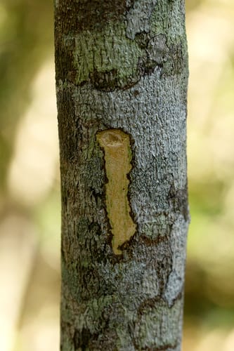 Suregada zanzibariensis (Zanzibar suregada) — photo
