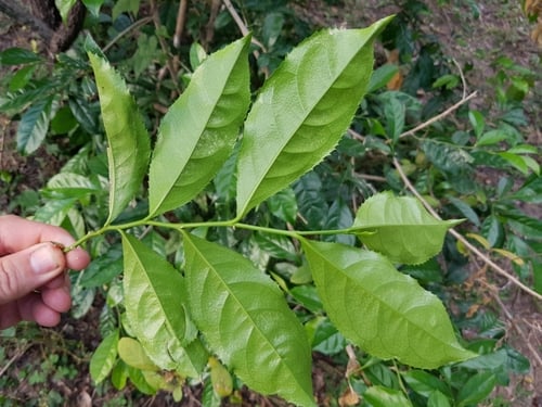 Suregada zanzibariensis