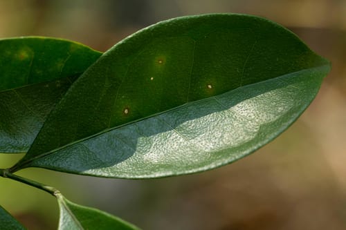 Suregada zanzibariensis (Zanzibar suregada) — photo