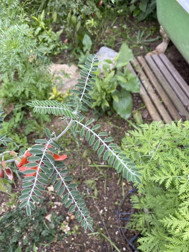 Sutherlandia frutescens (Cancer bush) — photo