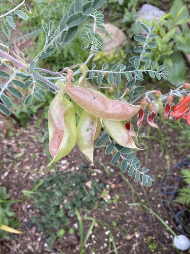 Sutherlandia frutescens (Cancer bush) — photo