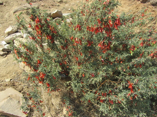 Sutherlandia frutescens
