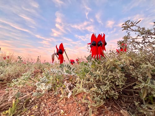 Swainsona formosa (Sturt’s desert pea) — photo