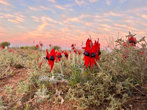Swainsona formosa (Sturt’s desert pea) — photo