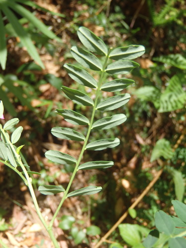 Swainsona galegifolia (Smooth darling-pea) — photo