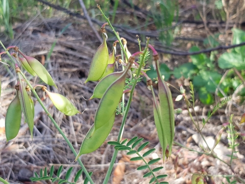 Swainsona galegifolia (Smooth darling-pea) — photo