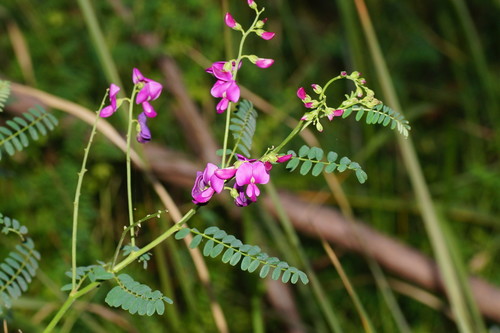 Swainsona galegifolia