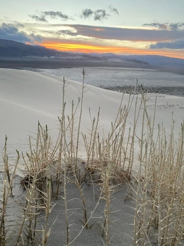 Swallenia alexandrae (Eureka dunegrass) — photo