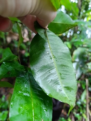 Swartzia arborescens — photo