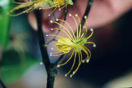 Swartzia arborescens