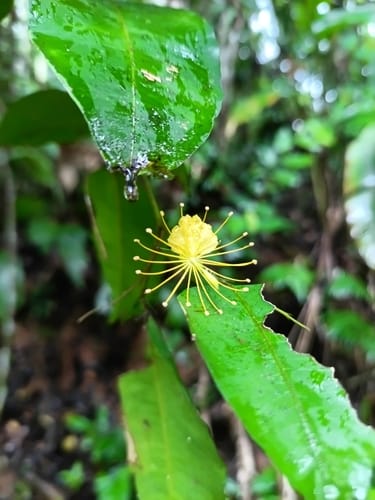Swartzia arborescens — photo