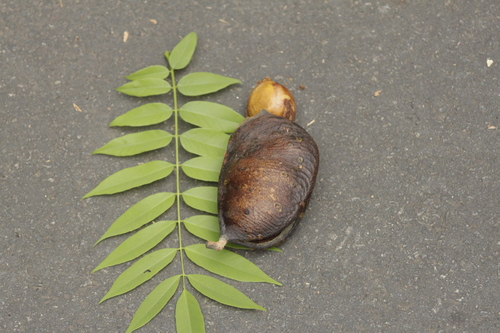 Swartzia langsdorffii (Manipoyba) — photo
