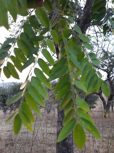 Swartzia macrostachya var. riedelii — photo