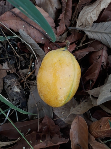 Swartzia macrostachya var. riedelii — photo
