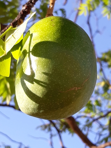 Swartzia macrostachya var. riedelii