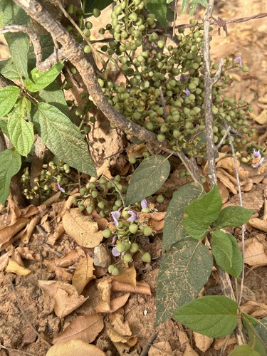 Swartzia multijuga — photo