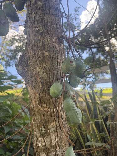 Swartzia multijuga — photo