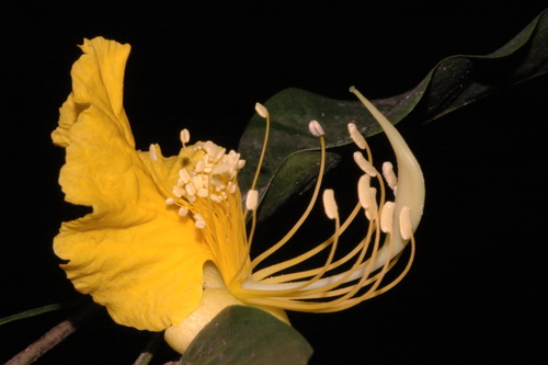 Swartzia simplex