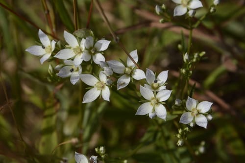 Swertia angustifolia — photo