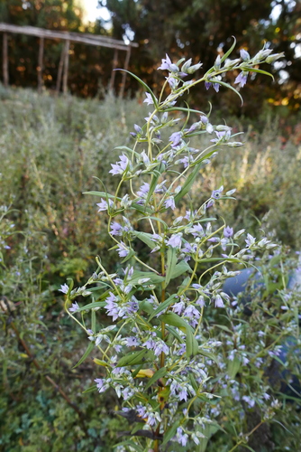 Swertia angustifolia