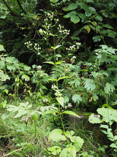 Swertia bimaculata (Chirata) — photo