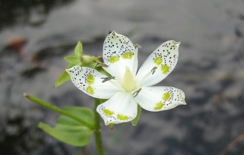 Swertia bimaculata