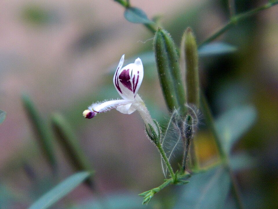 Swertia chirata