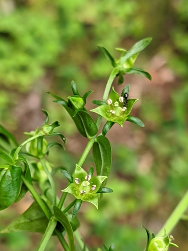 Swertia chirayita — photo