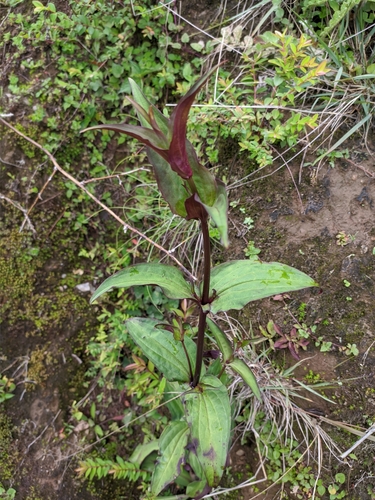 Swertia chirayita — photo