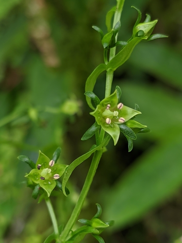 Swertia chirayita