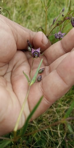 Swertia ciliata — photo