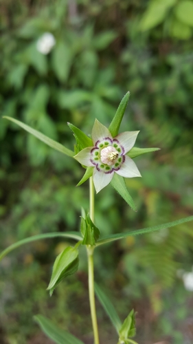 Swertia ciliata