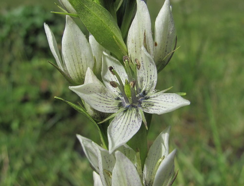 Swertia iberica — photo
