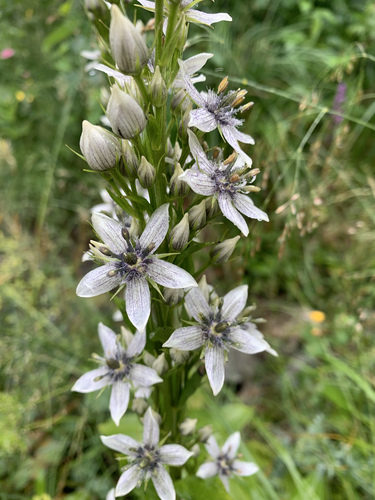 Swertia iberica