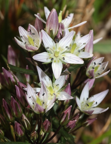 Swertia japonica