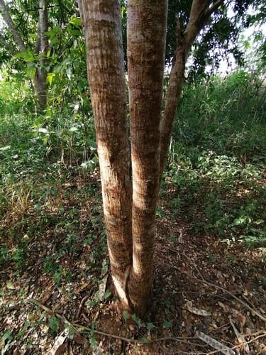 Swietenia humilis (Mexican mahogany) — photo
