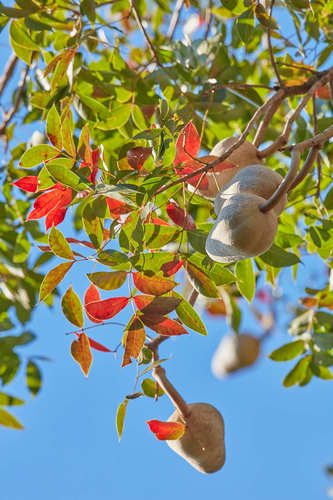 Swietenia humilis