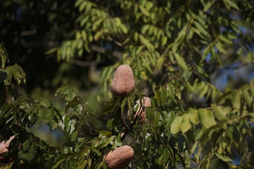 Swietenia macrophylla (Honduras mahogany) — photo