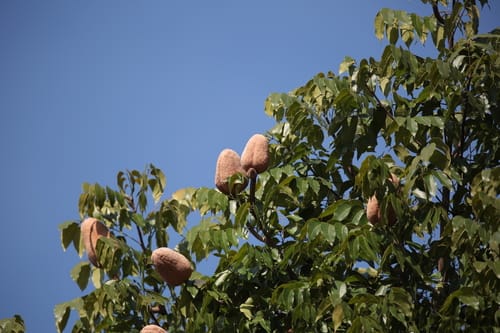 Swietenia macrophylla (Honduras mahogany) — photo