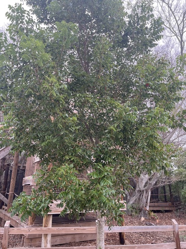 Swietenia mahogani (Cuban Mahogany) — photo