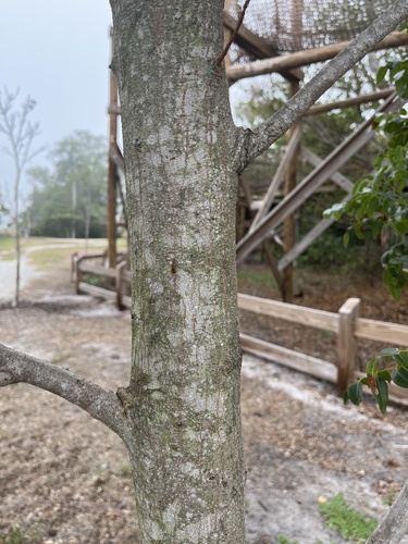 Swietenia mahogani (Cuban Mahogany) — photo