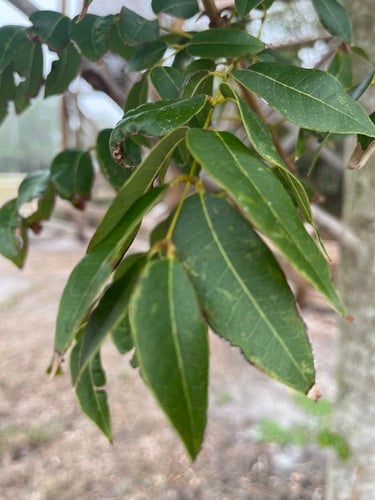 Swietenia mahogani