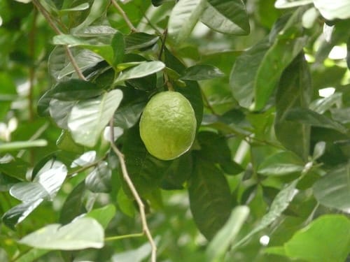 Swinglea glutinosa (Tabog) — photo